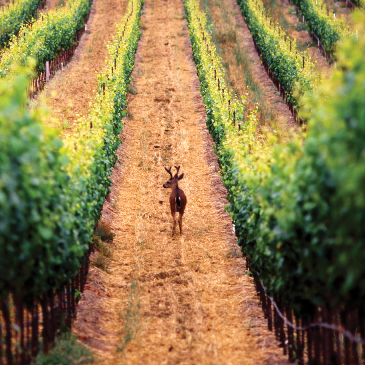 La Terra Wines